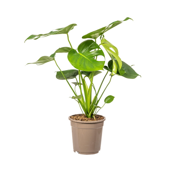 Monstera Deliciosa Tauerii Ø19cm – ↕80cm