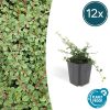 Cotoneaster pr. ‚Queen of Carpets‘ – ↕25cm – Ø9cm – 12x