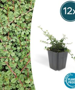 Cotoneaster pr. ‚Queen of Carpets‘ – ↕25cm – Ø9cm – 12x