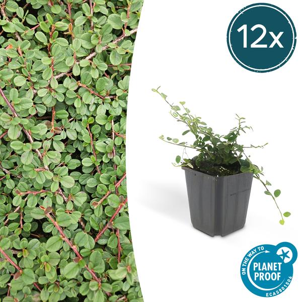 Cotoneaster pr. ‚Queen of Carpets‘ – ↕25cm – Ø9cm – 12x