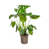 Monstera Deliciosa Tauerii Ø21cm – ↕80cm