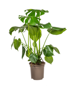 Monstera Deliciosa Tauerii Ø21cm – ↕80cm