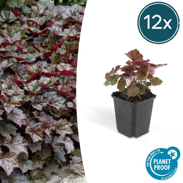 Heuchera mic. ‚Palace Purple‘ – ↕25cm – Ø9cm – 12x