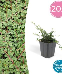 Cotoneaster pr. ‚Queen of Carpets‘ – ↕25cm – Ø9cm – 20x