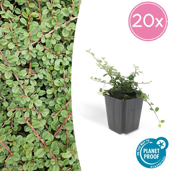 Cotoneaster pr. ‚Queen of Carpets‘ – ↕25cm – Ø9cm – 20x