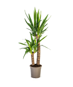 Yucca Elephantipes Ø19cm – ↕80cm