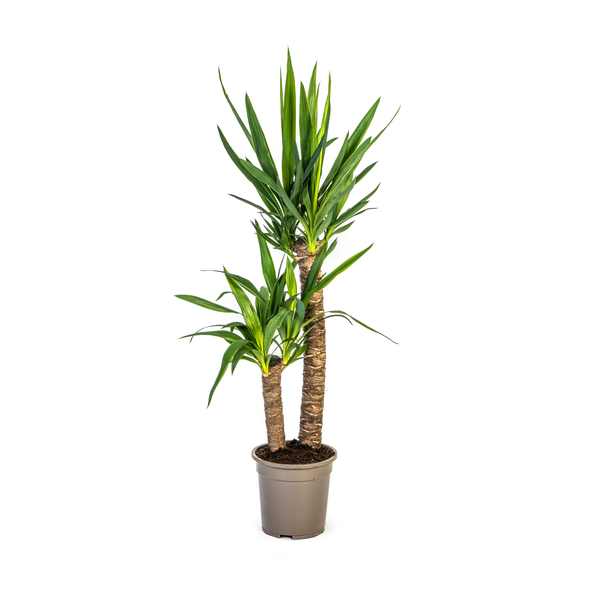 Yucca Elephantipes Ø19cm – ↕80cm