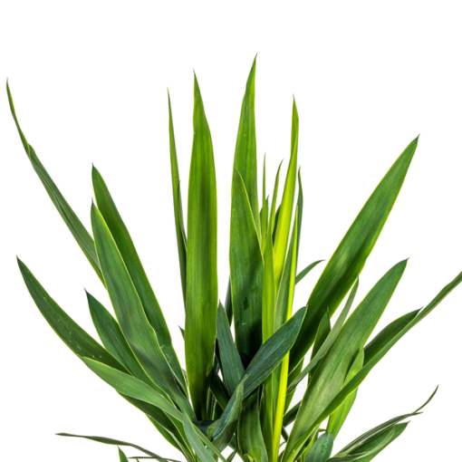 Yucca Elephantipes Ø19cm - ↕80cm – Bild 2