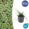 Cotoneaster pr. ‚Queen of Carpets‘ – ↕25cm – Ø9cm – 40x