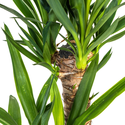 Yucca Elephantipes Ø19cm - ↕80cm – Bild 3