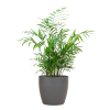 Chamadorea Elegans mit Viber Grau – 55cm – Ø17