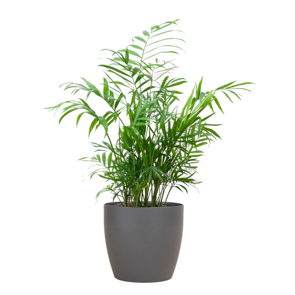 Chamadorea Elegans mit Viber Grau – 55cm – Ø17