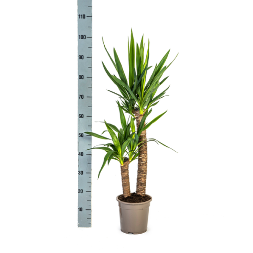 Yucca Elephantipes Ø19cm - ↕80cm – Bild 5