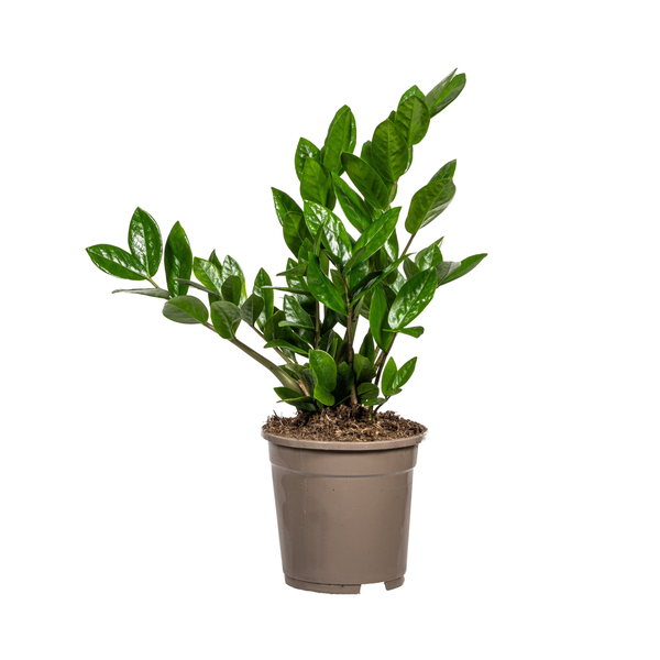 Zamioculcas Zamiifolia Ø17cm – ↕40-50cm