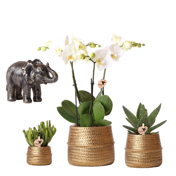 Kolibri Company | Pflanzenset Groove | Weiße Phalaenopsis Orchidee Ghent und Sukkulenten inkl. Keramiktöpfe