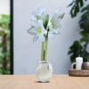 No Water Flowers® (wax amaryllis) | Waxz® Colours – White + White flower