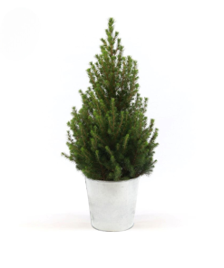 Picea Gl. ‚December‘ + Pot Zinc – Ø21cm – ↕70cm