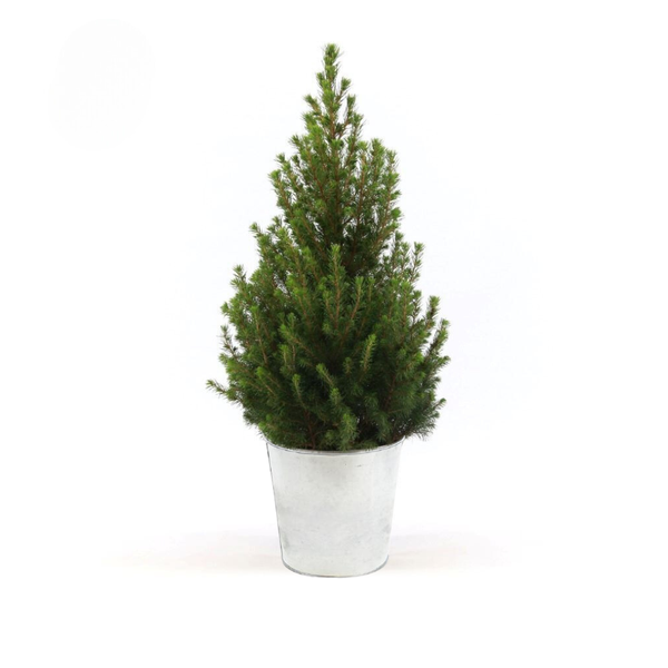 Picea Gl. ‚December‘ + Pot Zinc – Ø21cm – ↕70cm