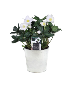 Helleborus Niger ‚Christmas Carol Early‘ XL – Ø17cm – ↕30cm + Pot D18x17cm – Zinc