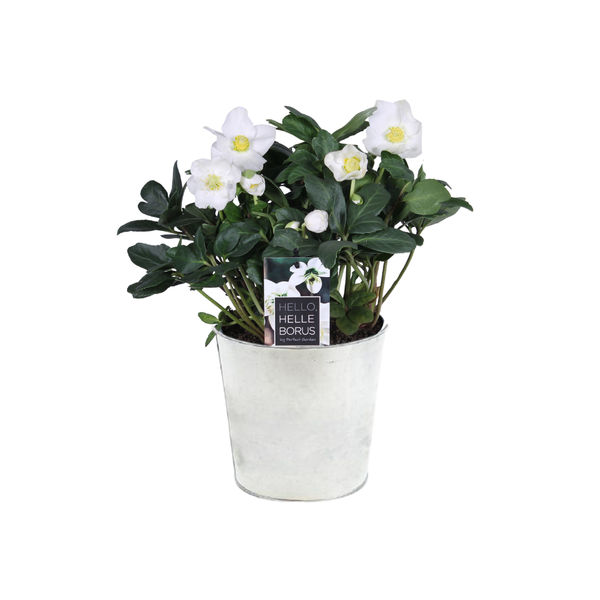 Helleborus Niger ‚Christmas Carol Early‘ XL – Ø17cm – ↕30cm + Pot D18x17cm – Zinc