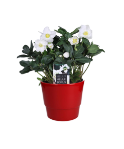 Helleborus Niger ‚Christmas Carol Early‘ XL – Ø17cm – ↕30cm + Pot Basic D18x15cm – Rot