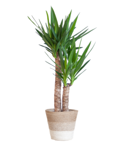 Yucca Elephantipes mit Korb Lissabon weiß – 90cm – Ø21