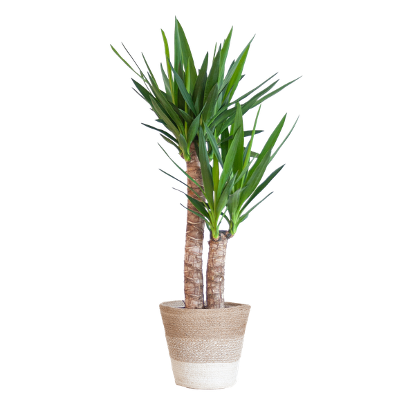 Yucca Elephantipes mit Korb Lissabon weiß – 90cm – Ø21