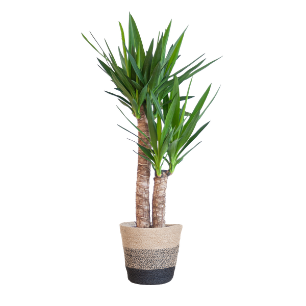 Yucca Elephantipes mit Korb Lissabon Schwarz – 90cm – Ø21