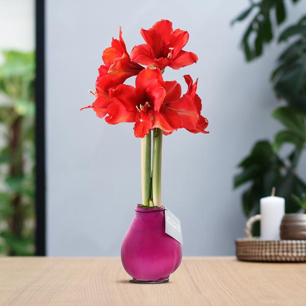 No Water Flowers® (wax amaryllis) | Waxz® Colours – Pink + Red flower