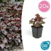 Heuchera mic. ‚Palace Purple‘ – ↕25cm – Ø9cm – 20x