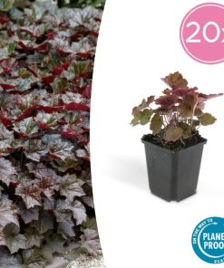 Heuchera mic. ‚Palace Purple‘ – ↕25cm – Ø9cm – 20x