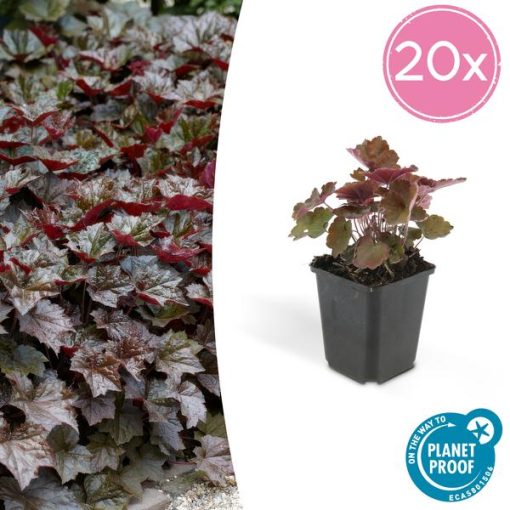 Heuchera mic. 'Palace Purple' - ↕25cm - Ø9cm - 20x