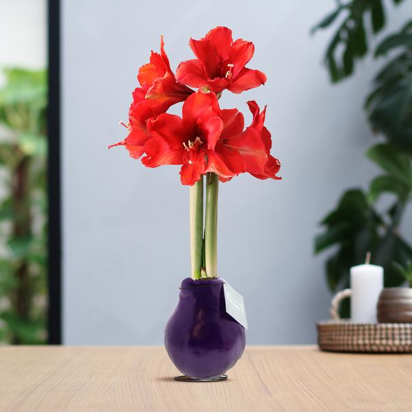 No Water Flowers® (wax amaryllis) | Waxz® Colours – Purple + Red flower