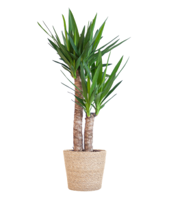 Yucca Elephantipes mit Sofia-Korb natur – 90cm – Ø21