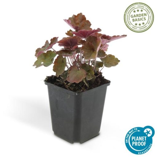 Heuchera mic. 'Palace Purple' - ↕25cm - Ø9cm - 20x – Bild 2