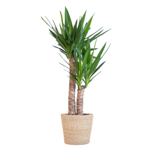 Yucca Elephantipes mit Sofia-Korb natur - 90cm - Ø21