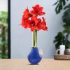 No Water Flowers® (wax amaryllis) | Waxz® Colours – Blue + Red flower