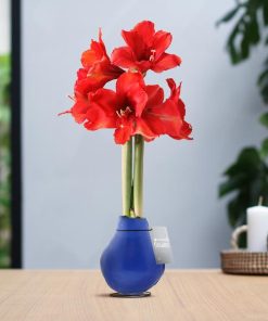 No Water Flowers® (wax amaryllis) | Waxz® Colours – Blue + Red flower