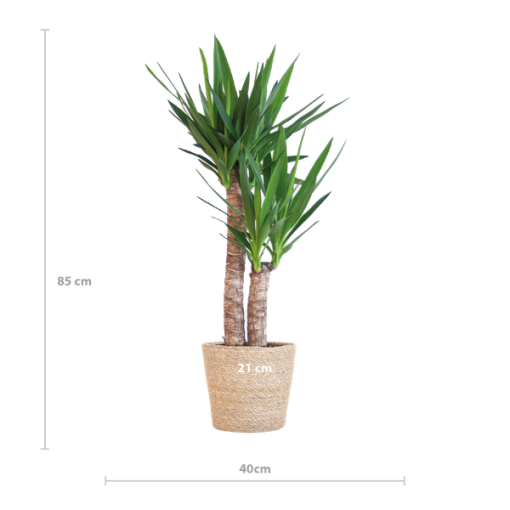 Yucca Elephantipes mit Sofia-Korb natur - 90cm - Ø21 – Bild 2