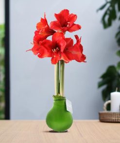 No Water Flowers® (wax amaryllis) | Waxz® Colours – Green + Red flower