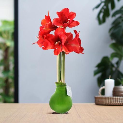 No Water Flowers® (wax amaryllis) | Waxz® Colours - Green + Red flower