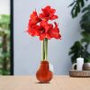 No Water Flowers® (wax amaryllis) | Waxz® Colours – Orange + Red flower