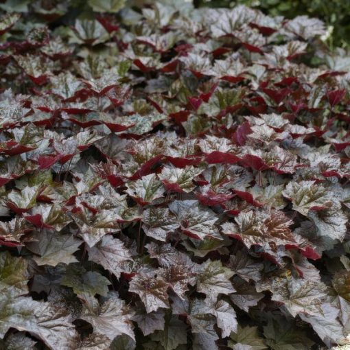 Heuchera mic. 'Palace Purple' - ↕25cm - Ø9cm - 20x – Bild 5