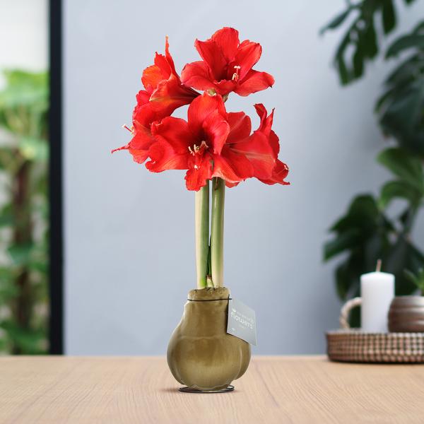 No Water Flowers® (wax amaryllis) | Waxz® Metallic – Gold + Red flower