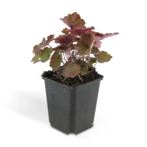 Heuchera mic. 'Palace Purple' - ↕25cm - Ø9cm - 20x – Bild 6