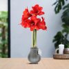 No Water Flowers® (wax amaryllis) | Waxz® Metallic – Silver + Red flower