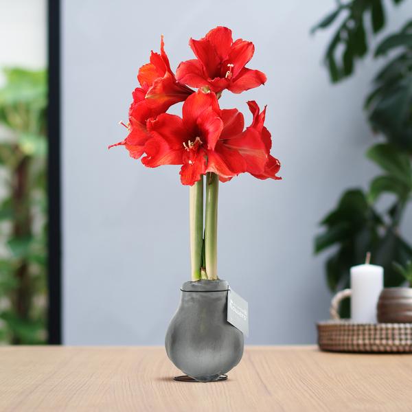 No Water Flowers® (wax amaryllis) | Waxz® Metallic – Silver + Red flower