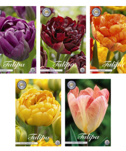 Tulipa – Blumenzwiebeln Mix (3) – 5 Spezies – 38 Blumenzwiebeln