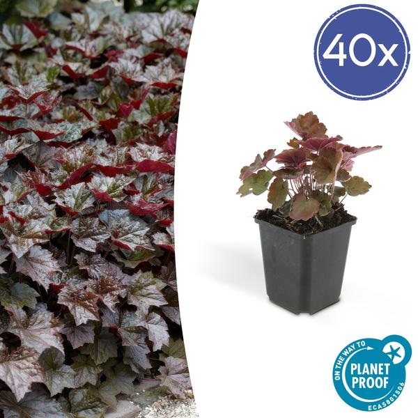 Heuchera mic. ‚Palace Purple‘ – ↕25cm – Ø9cm – 40x