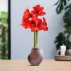 No Water Flowers® (wax amaryllis) | Waxz® Marble – Bordeaux + Red flower